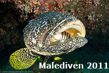 web_katalog_malediven_2011