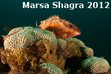 web_marsa_shagra_katalog